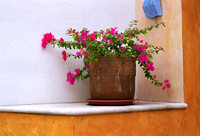Flower Pot, Mexico