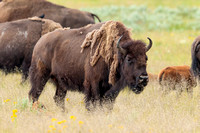 Yellowstone 2013 - Wildlife