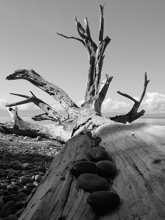 Driftwood, China Beach, Vancouver Island