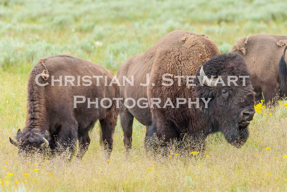 Yellowstone National Park, 2013