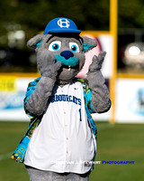 2016 Victoria HarbourCats Baseball Club