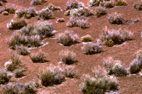 Sagebrush, Arizona Desert