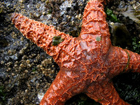 Sea Star, Gabriola Island