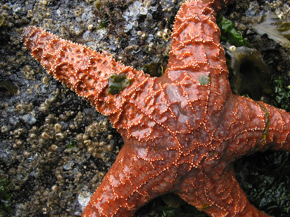 Sea Star, Gabriola Island