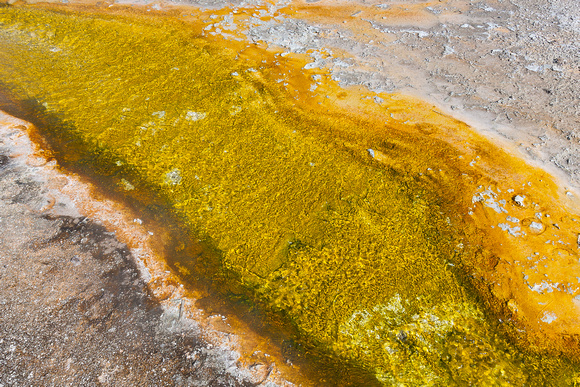 Hot Spring Detail, Yellowstone National Park