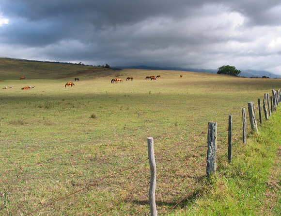 Horse Country, Maui