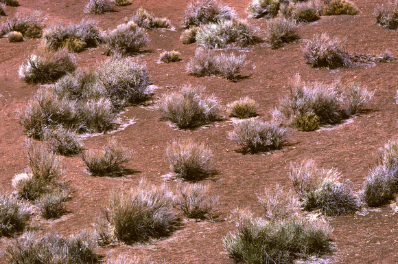 Sagebrush, Arizona Desert