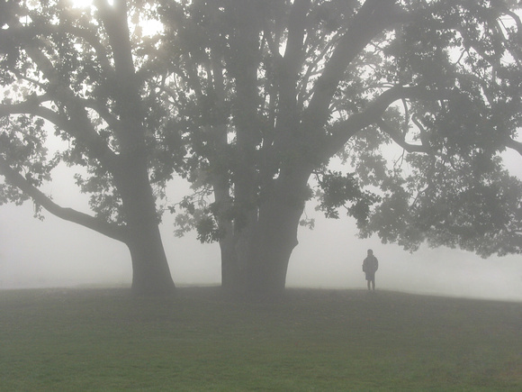 Morning Fog, Victoria